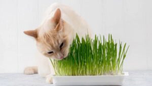 7 Lợi Ích Tuyệt Vời Của Cỏ Lúa Mì Cho Mèo Bạn Không Nên Bỏ Qua